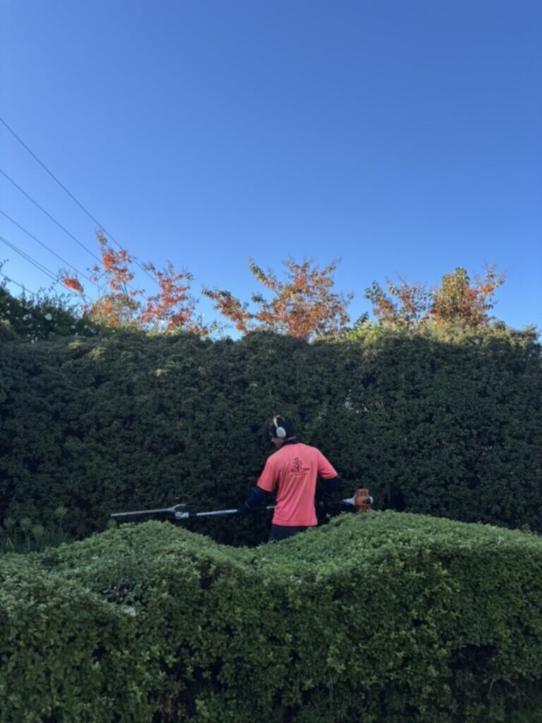 Hedge sculpting under autumn cherry blossoms, Canberra
