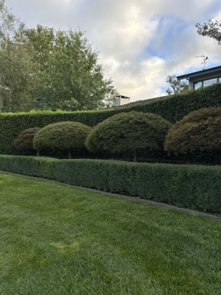 Manicured Inner North Canberra garden looked after by Two Teens and a Trailer